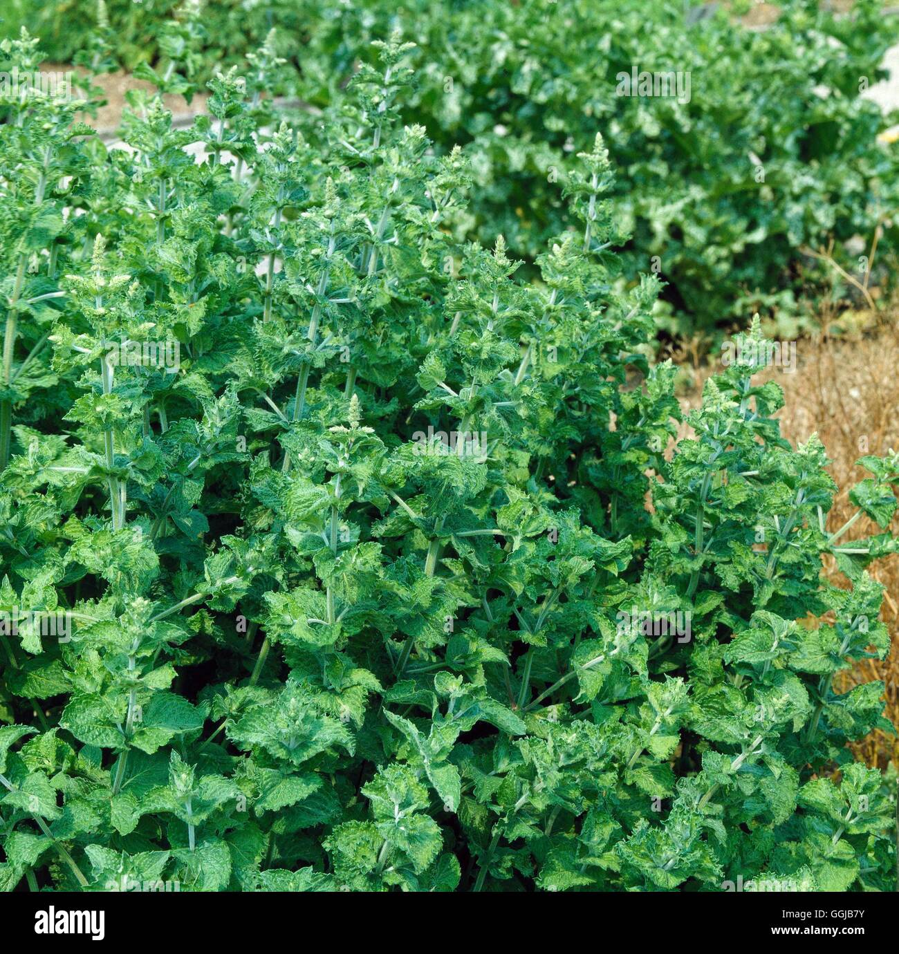 Mint - Curly - (Mentha spicata `Crispa')   HER048904 Stock Photo